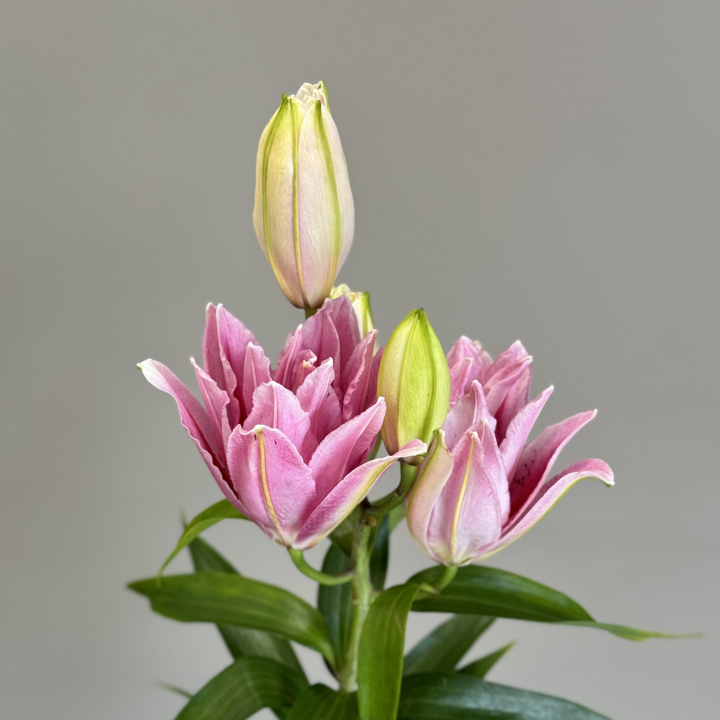 Lilijas