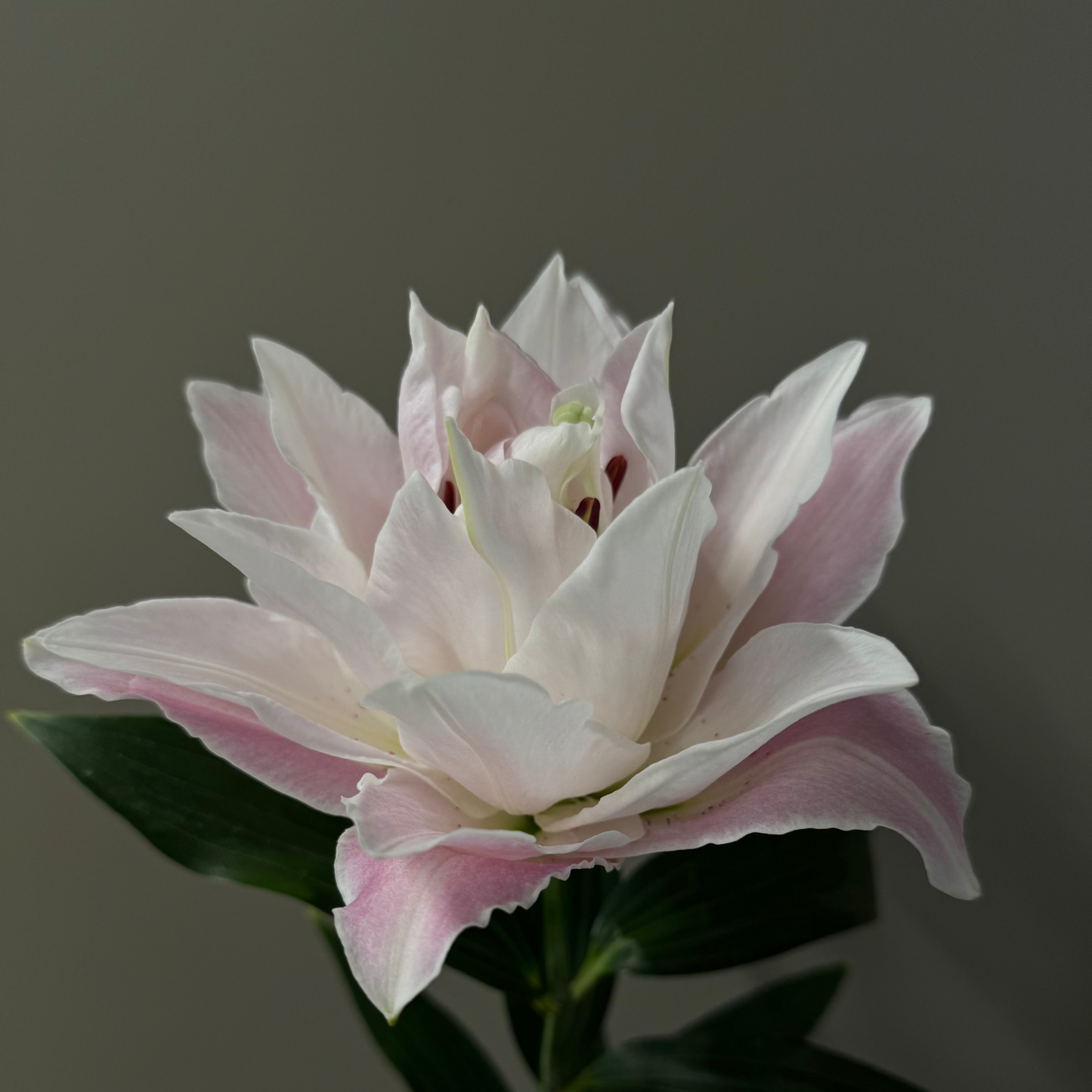 Lilijas