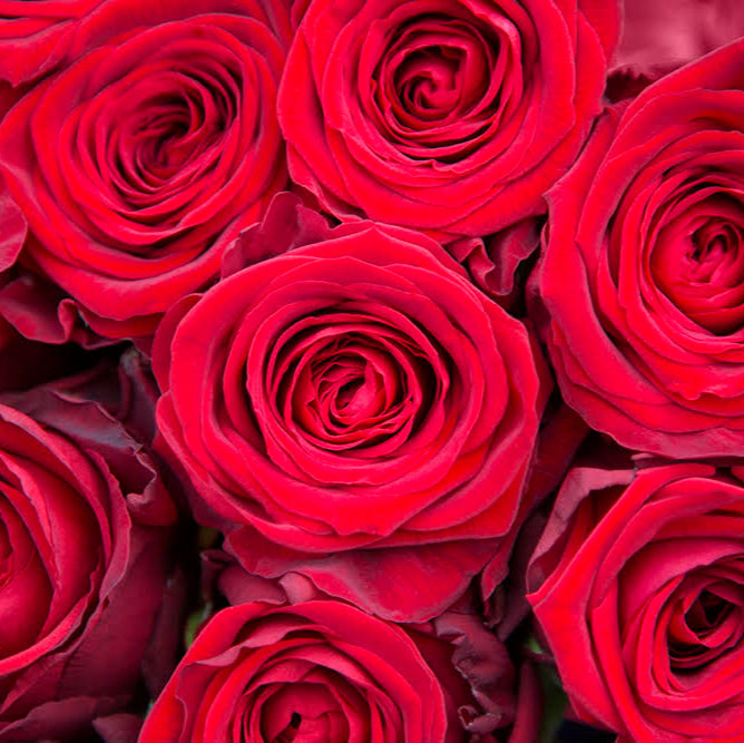 Red Roses