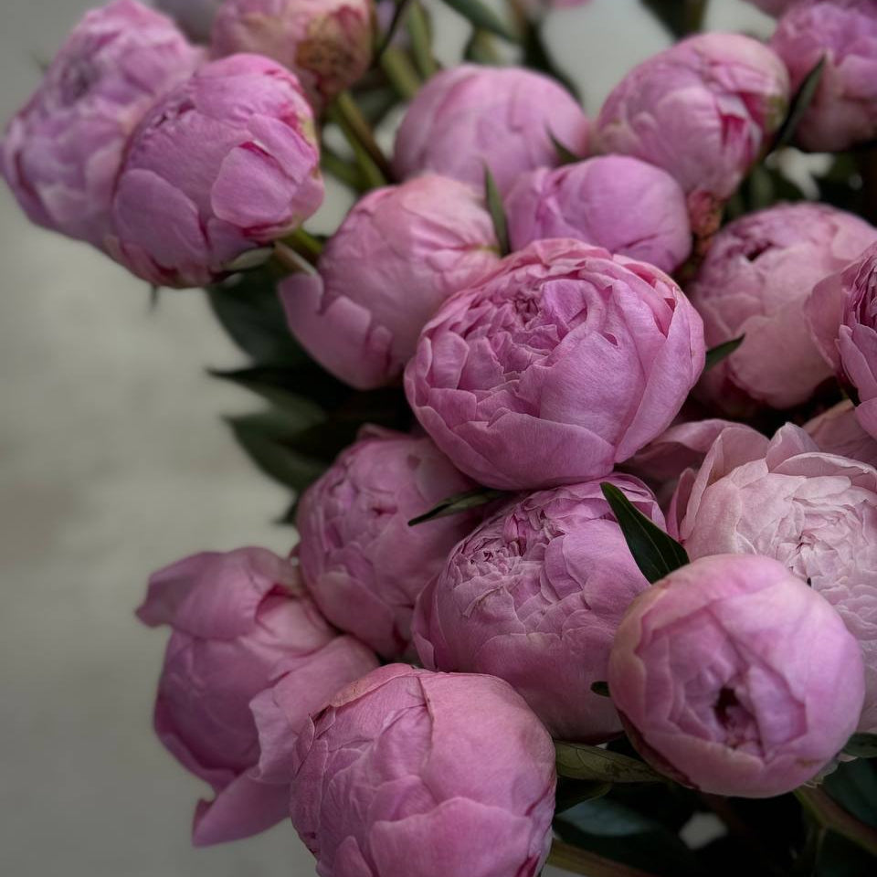 Peonies